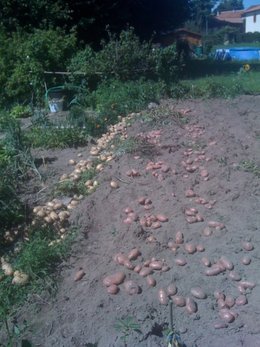 Allez-vous faire germer des pommes de terre pour les planter ?