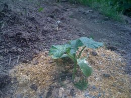 Quel paillage dans mon jardin ?