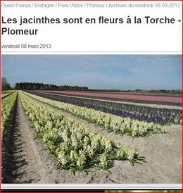 Jacinthes en fleurs