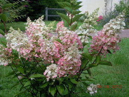 Hortensia - Hydrangea macrophylla