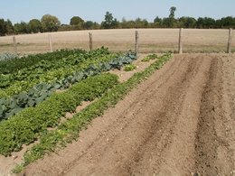 Culture sur buttes et désherbage écologique