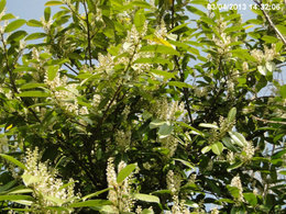 Floraison des lauriers du Portugal