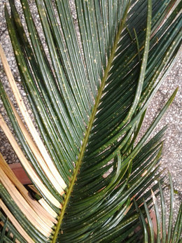 mes cycas se couvrent de point blanc