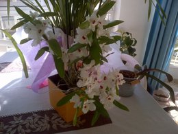 orchidées