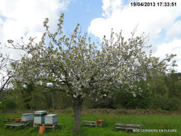 Cerisier en fleurs