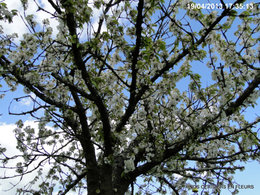 Cerisier en fleurs