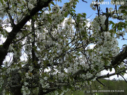 Cerisier en fleurs