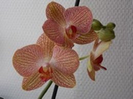 Floraisons rares de Phalaenopsis..