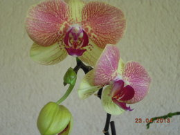 Floraisons rares de Phalaenopsis..