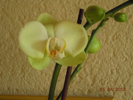 Floraisons rares de Phalaenopsis..