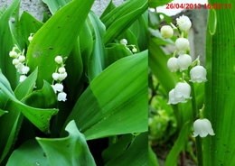 Muguet - Convallaria majalis