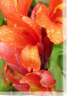 Pour un jardin fleuri en été, allez-vous planter des cannas ?