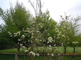 Poirier en fleurs