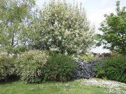 Arbre inconnu