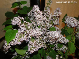 Lilas - Syringa vulgaris