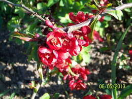 Des cognassiers du Japon en fleurs dans votre jardin ?