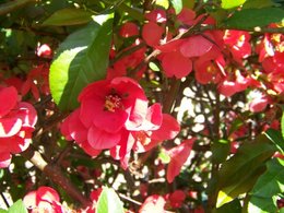 Des cognassiers du Japon en fleurs dans votre jardin ?