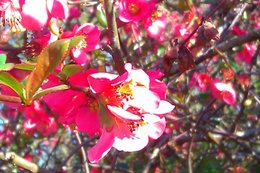 Des cognassiers du Japon en fleurs dans votre jardin ?