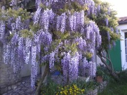 Glycine fleurie 