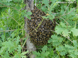 Les abeilles ... nos amies