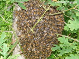 Les abeilles ... nos amies