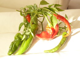 poudre de piments forts