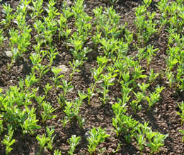 Avez-vous déjà semé des lentilles au potager ?