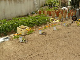 La récolte de mon jardin en 2012.