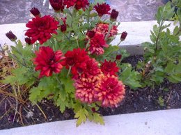 Chrysantheme des jardins - Marguerite des jardins