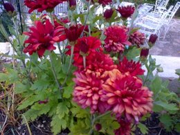 Chrysantheme des jardins - Marguerite des jardins