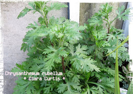 Chrysantheme des jardins - Marguerite des jardins