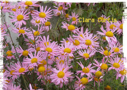 Chrysantheme des jardins - Marguerite des jardins