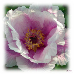 pivoine arbustive