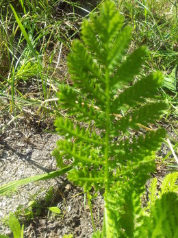 quel est le nom de cette plante