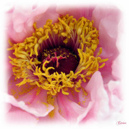 pivoine arbustive