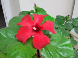 Hibiscus rosa sinensis - Hibiscus - Rose de Chine - Rose de Cayenne