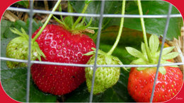 Mettez-vous des filets de protection contres les oiseaux sur les fraisiers ?