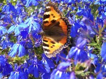 Papillon - Petite tortue