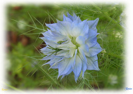 plante aromatique ou mauvaise herbe ??