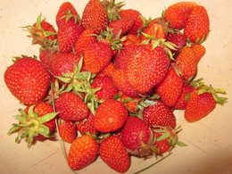 fraises