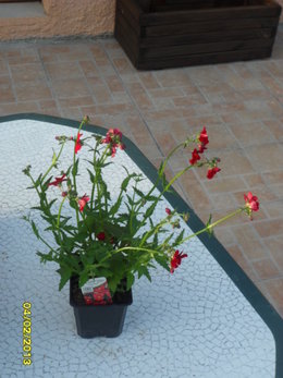Avez-vous des suspensions fleuries dans votre jardin ?
