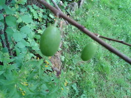 fruits inconnus