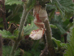 Identifier parasite sur verveines ornementales, clematites, oranger