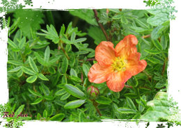 Potentille fruticosa 'Pink Beauty' - Potentilla