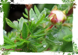 Potentille fruticosa 'Pink Beauty' - Potentilla