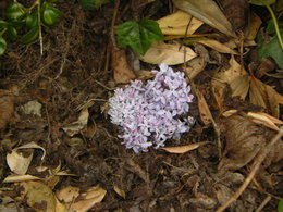 Fleur de lilas!!