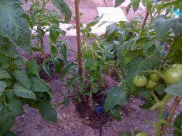 Les maladies de la tomate