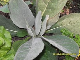 Identification plante