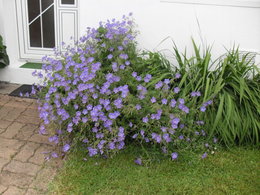 Quelques fleurs pour ce dimanche . . . 