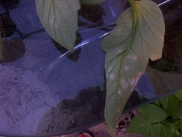 Les maladies de la tomate